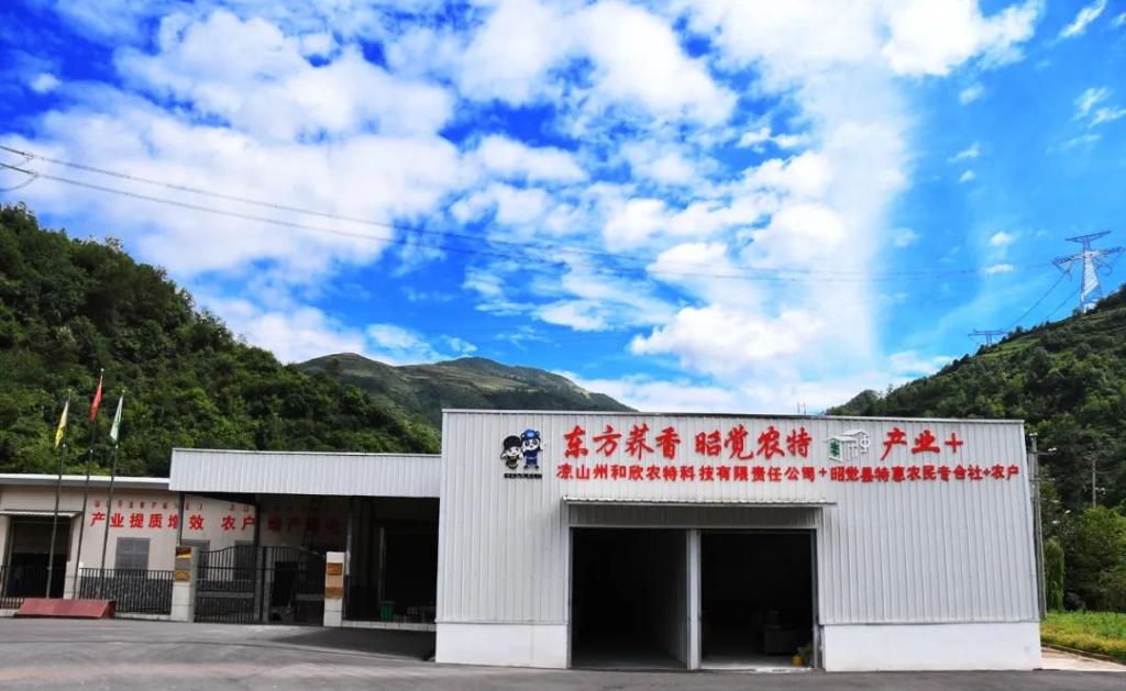 昭觉帮扶20年·工业篇丨“让村民依赖自己的双手发财致富”-6686体育