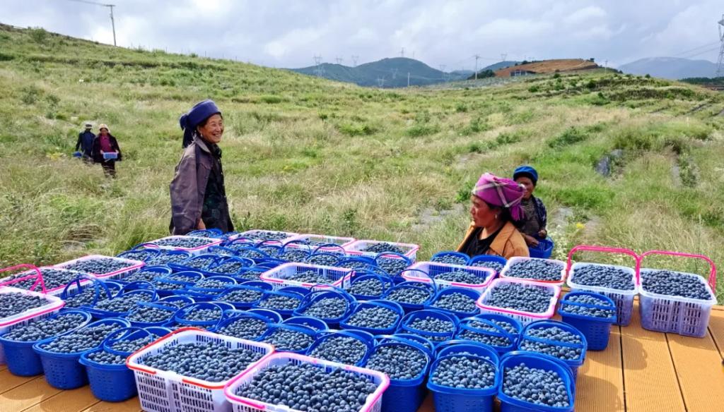 昭觉帮扶20年·工业篇丨点燃“山峰之巅”的幸；；；鹬-6686体育